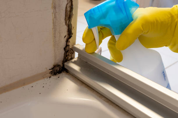 Best Commercial Mold Removal  in Laurel Bay, SC
