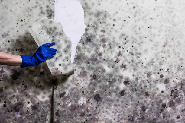 Best Local Mold Removal Service  in Laurel Bay, SC