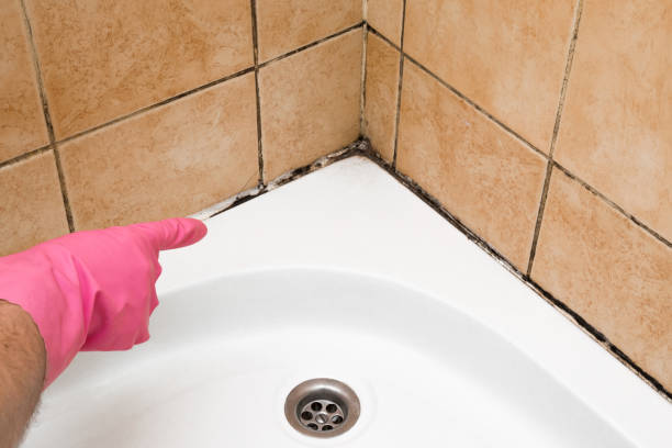 Office Mold Removal Services in Laurel Bay, SC